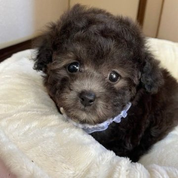 トイプードル(ティーカップ)【大阪府・女の子・2022年3月27日・シルバー】の写真「むっちゃ可愛い小さい女の子」