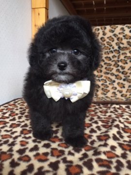 トイプードル(タイニー)【大阪府・女の子・2019年10月15日・シルバー】の写真「血統優秀、両親チャンピオン直子」