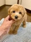 タイニープードル【大阪府・男の子・2023年3月26日・アプリコット】の写真3