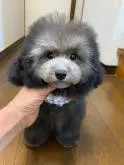 タイニープードル【大阪府・男の子・2022年6月28日・シルバー】の写真3