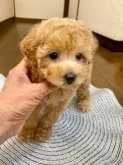 タイニープードル【大阪府・男の子・2023年3月26日・アプリコット】の写真4