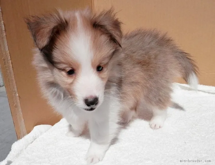 ID：1903-00946の子犬