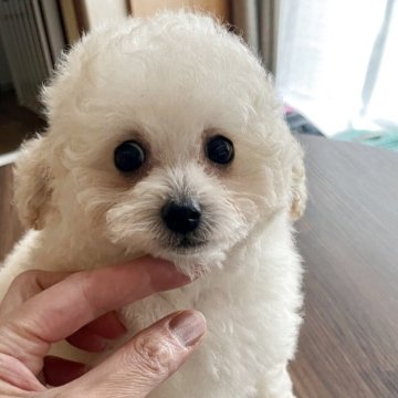 ティーカッププードル【富山県・男の子・2025年7月14日・クリーム】の写真「最高の子です✨✨特別オファー中」