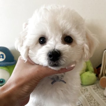 ビションプー(トイプードル×ビションフリーゼ)【富山県・男の子・2025年7月1日・ホワイト】の写真「気の優しいおとなしい子」
