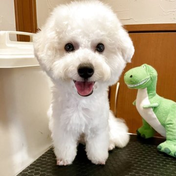 ビションフリーゼ【富山県・男の子・2025年3月24日・ホワイト】の写真「しっかり胴の詰まったスタイルの良い子✨」