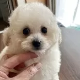 ティーカッププードル