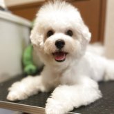 ビションフリーゼ