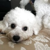 ビションフリーゼ