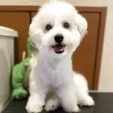ビションフリーゼ【富山県・男の子・2025年3月24日・ホワイト】の写真1