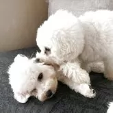 ビションフリーゼ【富山県・男の子・2025年3月24日・ホワイト】の写真4「親子です♥️」