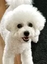 ビションフリーゼ【富山県・男の子・2025年3月24日・ホワイト】の写真6「一歳違いのお兄ちゃん。4.7キロ。あくびママの子達は本当可愛く成長してくれます。」