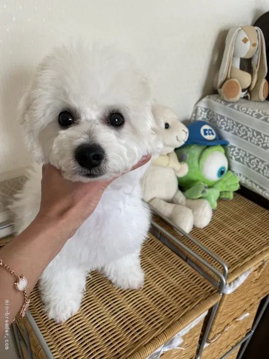 yuuKa 様のお迎えした子犬