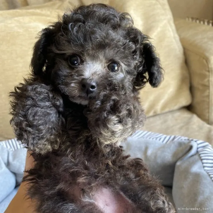 ID：2306-06283の子犬