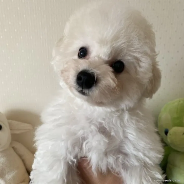 ID:2310-02238の子犬