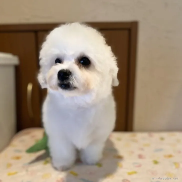 S.K 様のお迎えした子犬