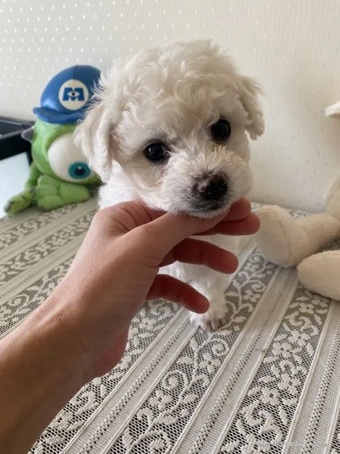 K 様のお迎えした子犬