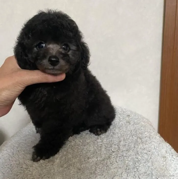 ID：2208-02409の子犬