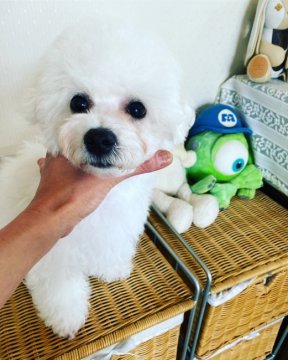 ビションフリーゼ【富山県・男の子・2022年1月3日・ホワイト】の写真「良血統」