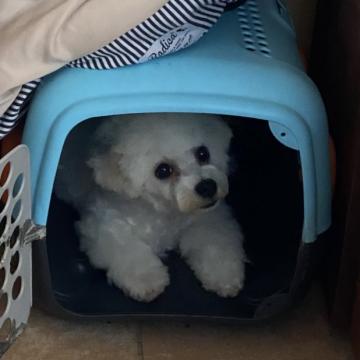 ビションフリーゼ【富山県・女の子・2022年1月3日・ホワイト】の写真「良血統」