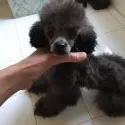 ティーカッププードル【富山県・男の子・2019年1月9日・シルバー】の写真3