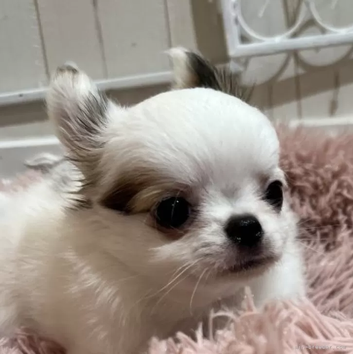 ID:2501-05946の子犬