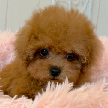 トイプードル(タイニー)【石川県・男の子・2025年10月7日・レッド】の写真「チビだけど元気だい！」