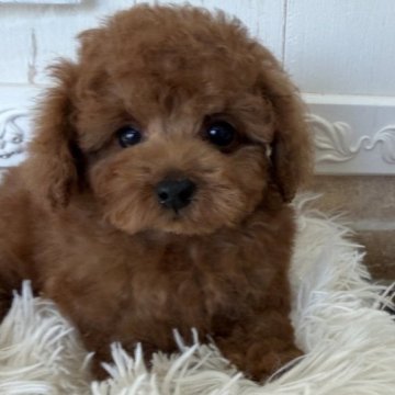 トイプードル(タイニー)【石川県・男の子・2025年9月23日・レッド】の写真「短足家系😅　可愛いくまさん」