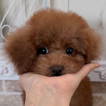 トイプードル(タイニー)【石川県・女の子・2025年8月15日・レッド】の写真「可愛いおんなのこですよーっ」