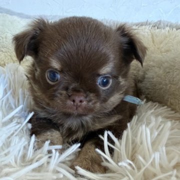 チワワ(ロング)【石川県・男の子・2025年11月19日・チョコレートタン】の写真「かっわいい男の子　こうくん」