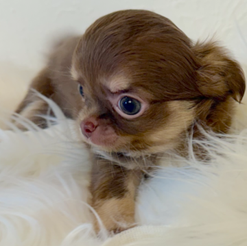 チワワ(ロング)【石川県・女の子・2025年9月13日・チョコタン】の写真「明るい派手めチョコタン」