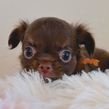 チワワ(ロング)【石川県・女の子・2025年9月13日・チョコタン】の写真「ちっこいチョコタン」