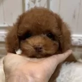 タイニープードル