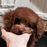 タイニープードル