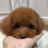 タイニープードル