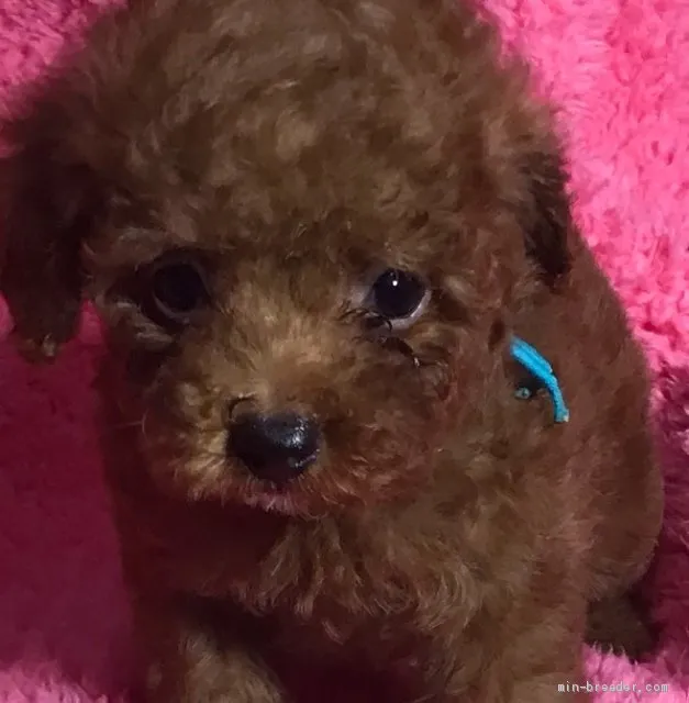 ID：1905-01510の子犬