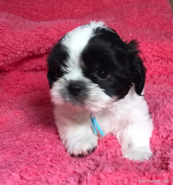 ID：1708-01208の子犬