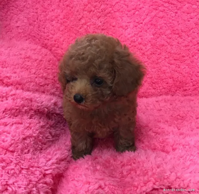 ゆう 様のお迎えした子犬