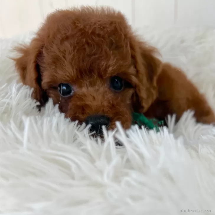 ID：2408-00328の子犬