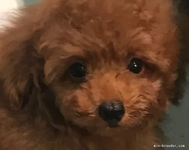 けんすけ 様のお迎えした子犬