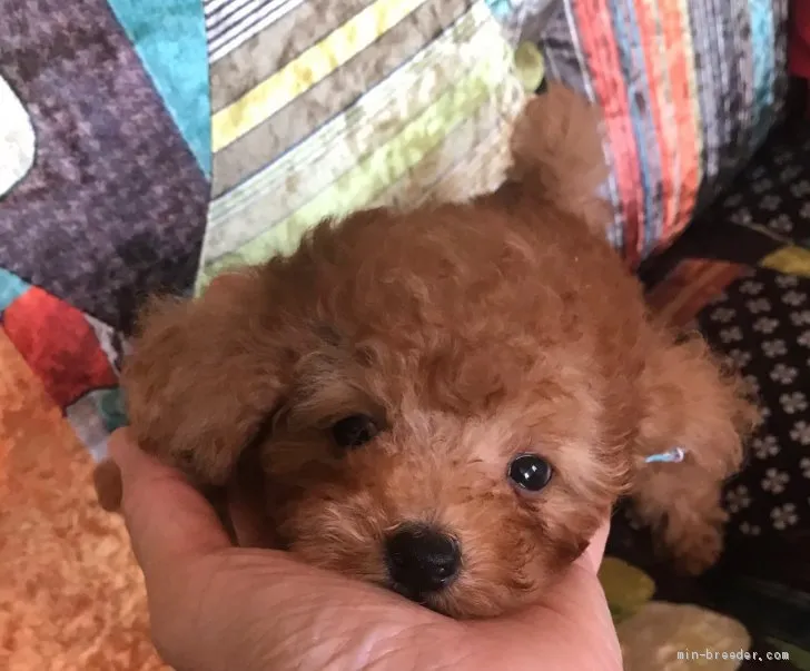 mai 様のお迎えした子犬