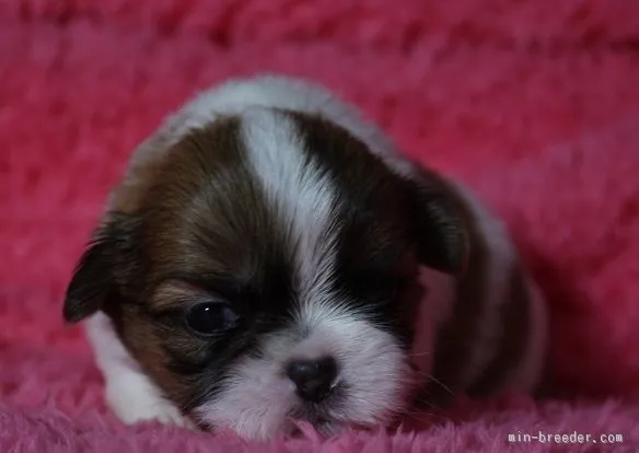 ID：1602-01199の子犬