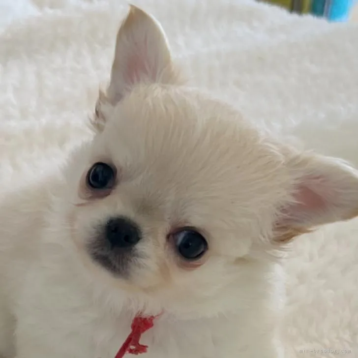 ID：2210-04377の子犬