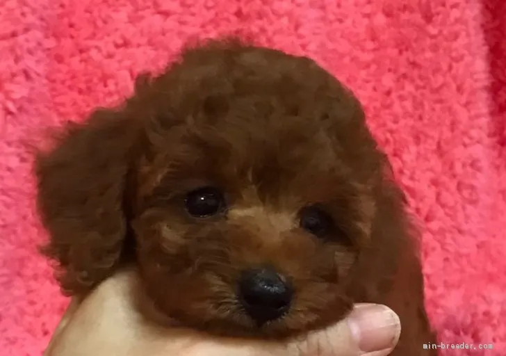 ID:1908-03415の子犬