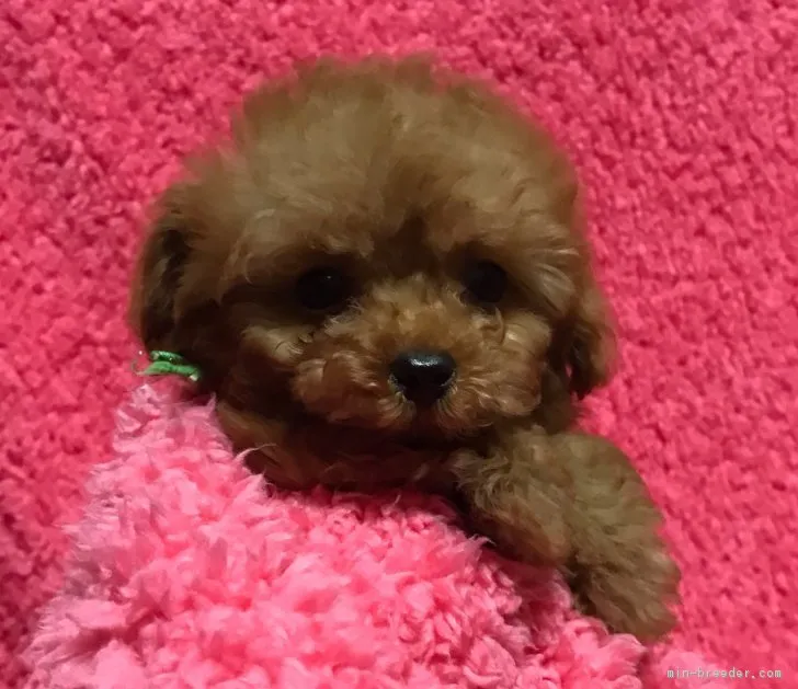 ID：1903-00120の子犬