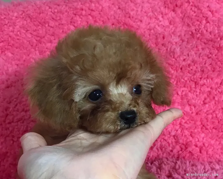 ID：1708-02158の子犬