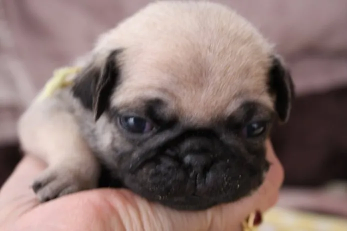 ポルコ 様のお迎えした子犬