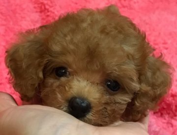 トイプードル(ティーカップ)【石川県・女の子・2019年6月2日・アプリコット  もしくは   レッド】の写真「父親 JKCチャンピオン
良血統のプリンセスです」