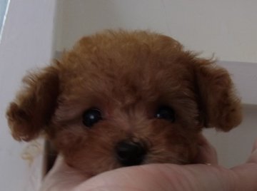 トイプードル(ティーカップ)【石川県・女の子・2014年6月27日・レッド】の写真「両親ＰＲＡクリア、小っちゃくってもお利口さん」