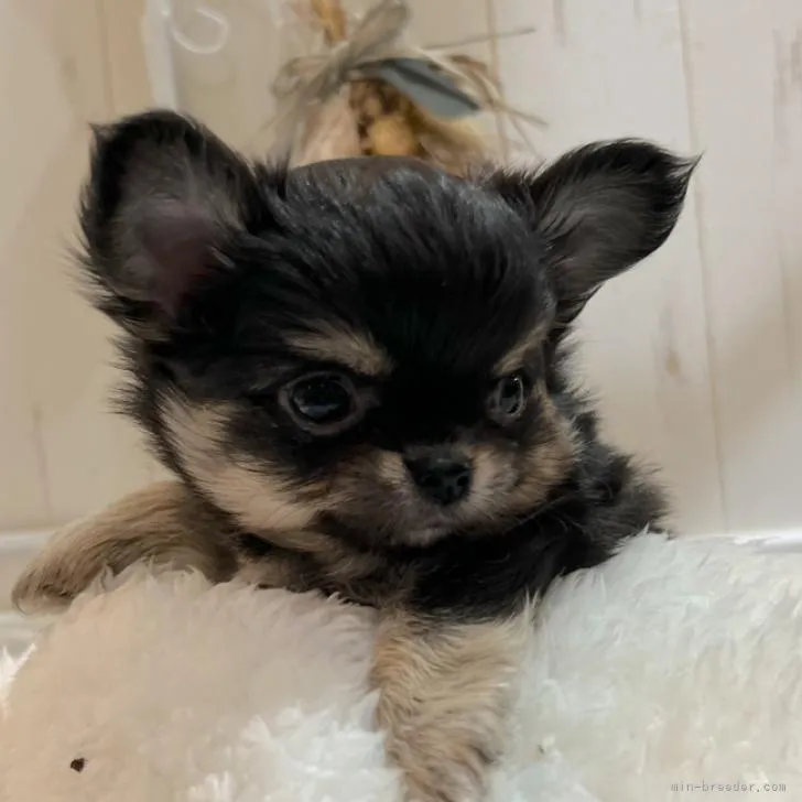ID：2210-04454の子犬