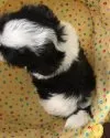 シーズー【石川県・男の子・2017年8月5日・ホワイト&ゴールド】の写真4